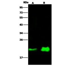 Invitrogen N-Ras Monoclonal Antibody (06) 100 &mu;L; Unconjugated:Antibodies,
