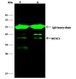Invitrogen NT5C3A Recombinant Rabbit Monoclonal Antibody (009) 100 &mu;L;