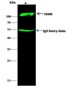Invitrogen OSMR Monoclonal Antibody (8F3H8B2) 100 &mu;L; Unconjugated:Antibodies,