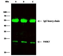 DJ-1 Recombinant Rabbit Monoclonal Antibody (007), Invitrogen 100 &mu;L;