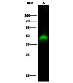 Invitrogen PBK Monoclonal Antibody (1E5E5E6) 100 &mu;L; Unconjugated:Antibodies,