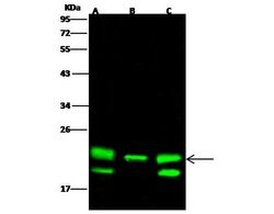 Invitrogen PEBP1 Recombinant Rabbit Monoclonal Antibody (003) 100 &mu;L;