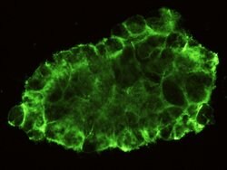 Invitrogen CD31 Recombinant Rabbit Monoclonal Antibody (007) 100 &mu;L;
