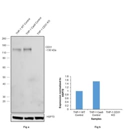 Invitrogen CD31 Recombinant Rabbit Monoclonal Antibody (007) 100 &mu;L;