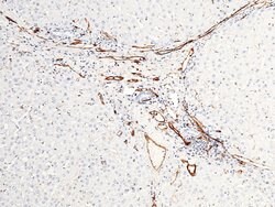 Invitrogen CD31 Recombinant Rabbit Monoclonal Antibody (078) 100 &mu;L;