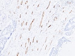 Invitrogen CD31 Recombinant Rabbit Monoclonal Antibody (078) 100 &mu;L;
