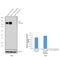 Invitrogen CD31 Recombinant Rabbit Monoclonal Antibody (078) 100 &mu;L;