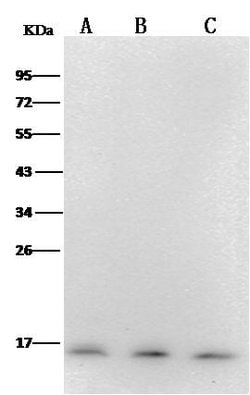 Invitrogen PFDN1 Monoclonal Antibody (12) 100 &mu;L; Unconjugated:Antibodies,