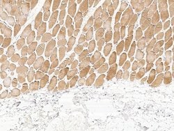 Invitrogen PHPT1 Recombinant Rabbit Monoclonal Antibody (001) 100 &mu;L | Buy Online | Invitrogen&trade; | Fisher Scientific