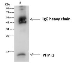 Invitrogen PHPT1 Recombinant Rabbit Monoclonal Antibody (007) 100 &mu;L | Buy Online | Invitrogen&trade; | Fisher Scientific