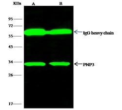 Invitrogen PNP Recombinant Rabbit Monoclonal Antibody (103) 100 &mu;L | Buy Online | Invitrogen&trade; | Fisher Scientific