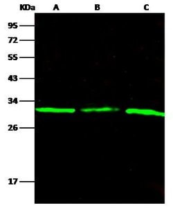 Invitrogen PNP Recombinant Rabbit Monoclonal Antibody (103) 100 &mu;L | Buy Online | Invitrogen&trade; | Fisher Scientific
