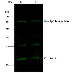 Invitrogen PPIL1 Monoclonal Antibody (08) 100 &mu;L; Unconjugated:Antibodies,
