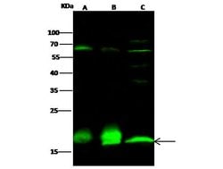 Invitrogen PPIL1 Monoclonal Antibody (08) 100 &mu;L; Unconjugated:Antibodies,