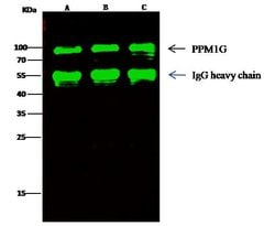 Invitrogen PPM1G Recombinant Rabbit Monoclonal Antibody (001) 100 &mu;L;