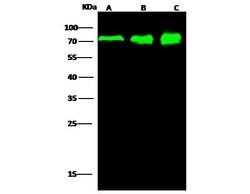 Invitrogen PPM1G Recombinant Rabbit Monoclonal Antibody (001) 100 &mu;L;