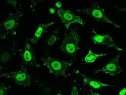 Invitrogen PPM1G Recombinant Rabbit Monoclonal Antibody (112) 100 &mu;L;