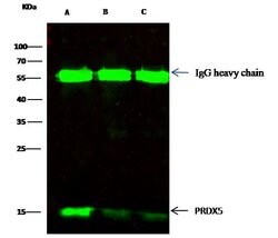 Invitrogen PRDX5 Recombinant Rabbit Monoclonal Antibody (002) 100 &mu;L;