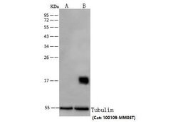 Invitrogen PRDX5 Recombinant Rabbit Monoclonal Antibody (002) 100 &mu;L;