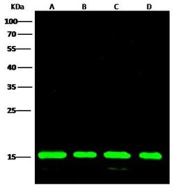 Invitrogen PRDX5 Recombinant Rabbit Monoclonal Antibody (002) 100 &mu;L;