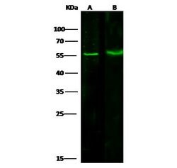 Invitrogen PRMT6 Monoclonal Antibody (4B11F1C10) 100 &mu;L; Unconjugated:Antibodies,