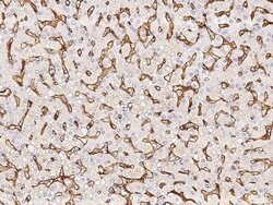 Invitrogen EPCR Recombinant Rabbit Monoclonal Antibody (041) 100 &mu;L | Buy Online | Invitrogen&trade; | Fisher Scientific