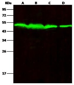 Invitrogen PTP1B Recombinant Rabbit Monoclonal Antibody (226) 100 &mu;L | Buy Online | Invitrogen&trade; | Fisher Scientific