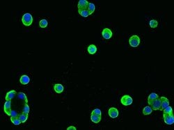 Invitrogen REG1A Monoclonal Antibody (6F8H10D4) 100 &mu;L; Unconjugated:Antibodies,