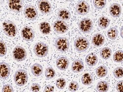 Invitrogen REG4 Recombinant Rabbit Monoclonal Antibody (244) 100 &mu;L;