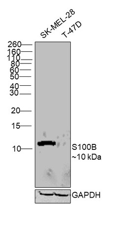 Invitrogen S100B Monoclonal Antibody (60) 100 &mu;L; Unconjugated:Antibodies,