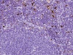 Invitrogen S100B Monoclonal Antibody (60) 100 &mu;L; Unconjugated:Antibodies,