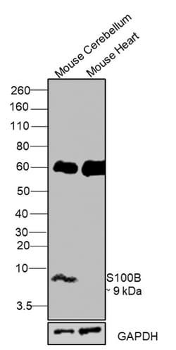 Invitrogen S100B Monoclonal Antibody (60) 100 &mu;L; Unconjugated:Antibodies,