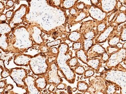 Invitrogen S100P Recombinant Rabbit Monoclonal Antibody (116) 100 &mu;L;