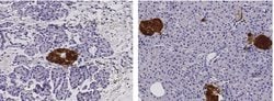 Invitrogen SCGN Recombinant Rabbit Monoclonal Antibody (048) 100 &mu;L;