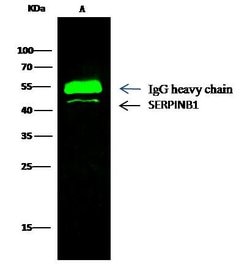Invitrogen SERPINB1 Monoclonal Antibody (05) 100 &mu;L | Buy Online | Invitrogen&trade; | Fisher Scientific