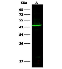 Invitrogen SERPINB1 Monoclonal Antibody (05) 100 &mu;L | Buy Online | Invitrogen&trade; | Fisher Scientific