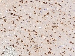 Invitrogen Neuroserpin Monoclonal Antibody (08) 100 &mu;L; Unconjugated:Antibodies,