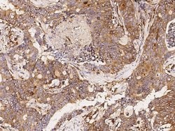 Invitrogen SIAE Monoclonal Antibody (03) 100 &mu;L; Unconjugated:Antibodies,