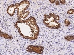 Invitrogen SIAE Monoclonal Antibody (03) 100 &mu;L; Unconjugated:Antibodies,