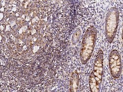 Invitrogen CD150 Recombinant Rabbit Monoclonal Antibody (8) 100 &mu;L;