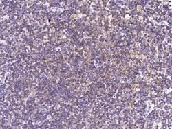 Invitrogen CD150 Recombinant Rabbit Monoclonal Antibody (8) 100 &mu;L;