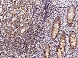 Invitrogen CD150 Recombinant Rabbit Monoclonal Antibody (8) 100 &mu;L;