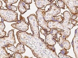 Invitrogen CD98 Monoclonal Antibody (04) 100 &mu;L; Unconjugated:Antibodies,