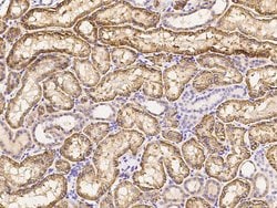 Invitrogen CD98 Recombinant Rabbit Monoclonal Antibody (071) 100 &mu;L;
