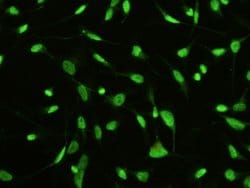 Invitrogen MST1 (STK4) Monoclonal Antibody (01) 100 &mu;L; Unconjugated:Antibodies,