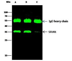 Invitrogen STUB1 Recombinant Rabbit Monoclonal Antibody (034) 100 &mu;L;