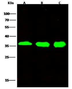 Invitrogen STUB1 Recombinant Rabbit Monoclonal Antibody (034) 100 &mu;L;