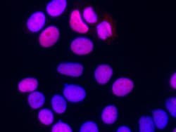 Invitrogen PC4 Monoclonal Antibody (04) 100 &mu;L; Unconjugated:Antibodies,