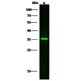Invitrogen SULT2A1 Monoclonal Antibody (9G8G12G10) 100 &mu;L | Buy Online | Invitrogen&trade; | Fisher Scientific