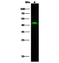 Invitrogen SULT2B1 Recombinant Rabbit Monoclonal Antibody (007) 100 &mu;L | Buy Online | Invitrogen&trade; | Fisher Scientific